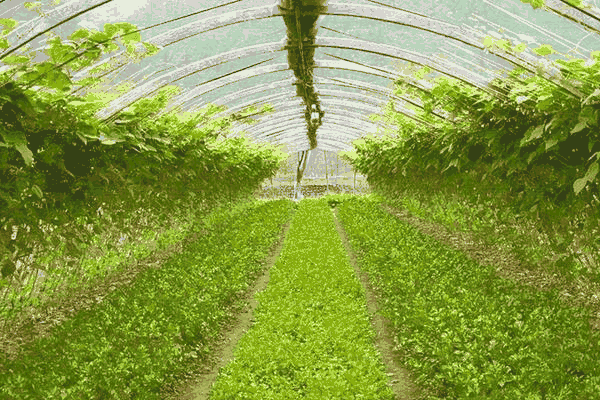 夏芹菜种植技术